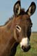 donkey