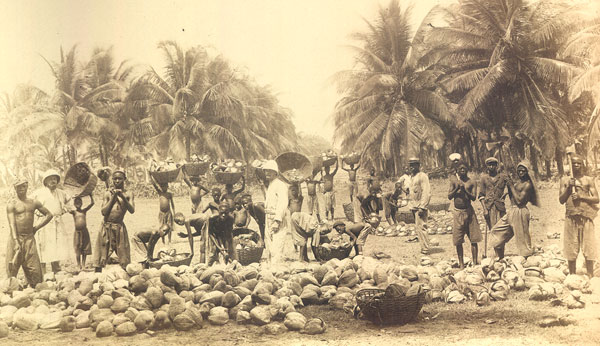 topo-coconut-farm